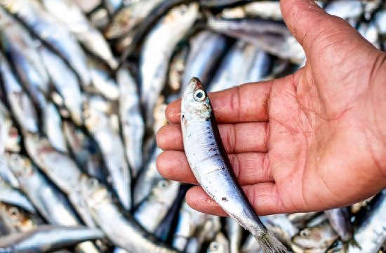 Sostenibilidad-pesquera-seguridad-alimentaria